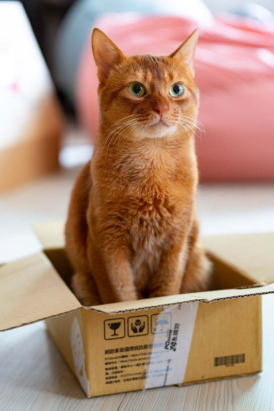 Alternatives When You Cannot Have A Cat?
