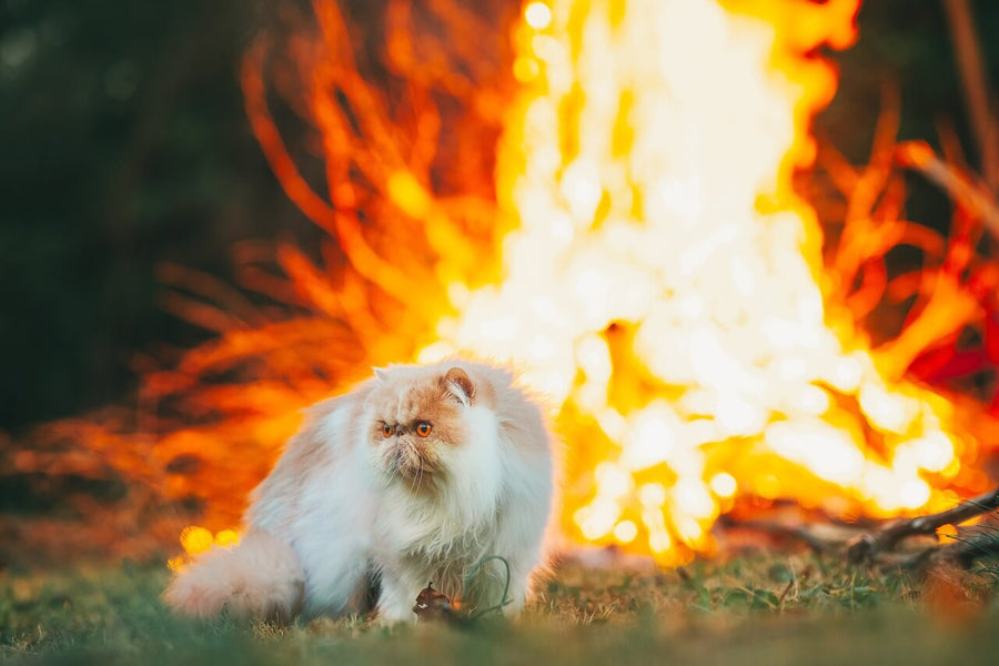 Fire Safety For Pets?