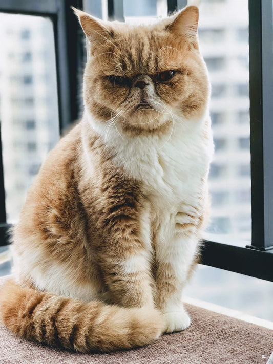 Why Not to Keep a Cat?