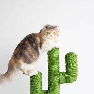 Cactus Climbing Tree
