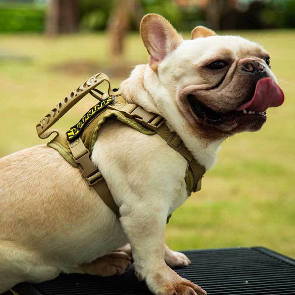 Load image into Gallery viewer, WARNING Harness
