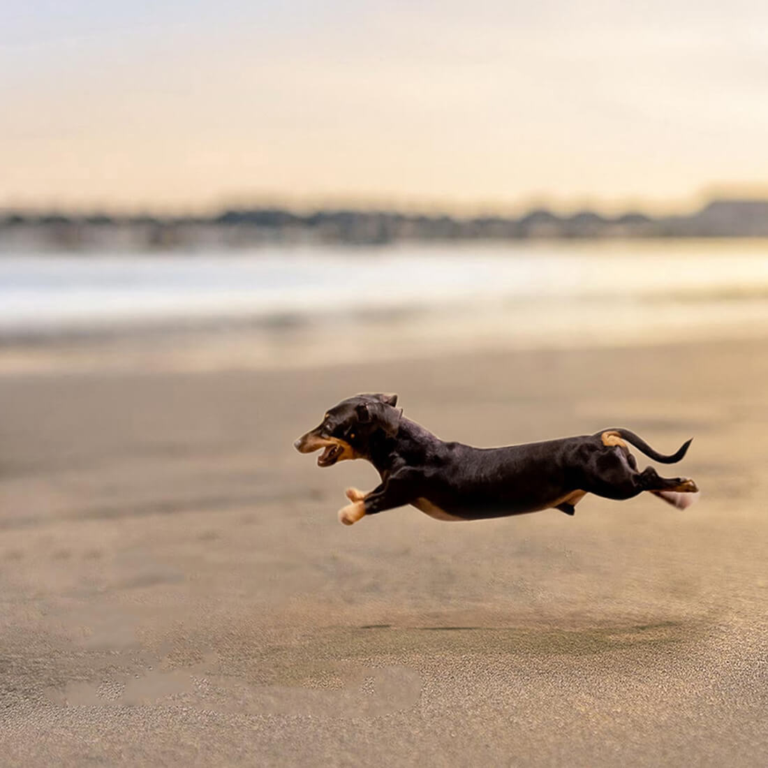 Flying Dachshund Earrings