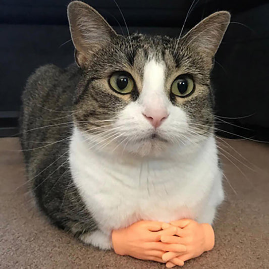 Tiny Hands For Cats